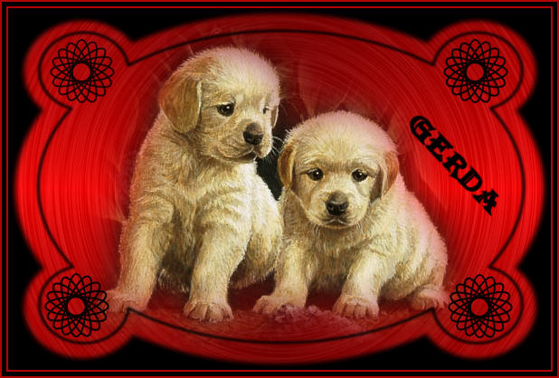 Golden puppies