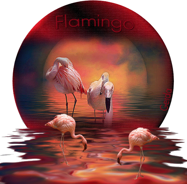 Flamingo